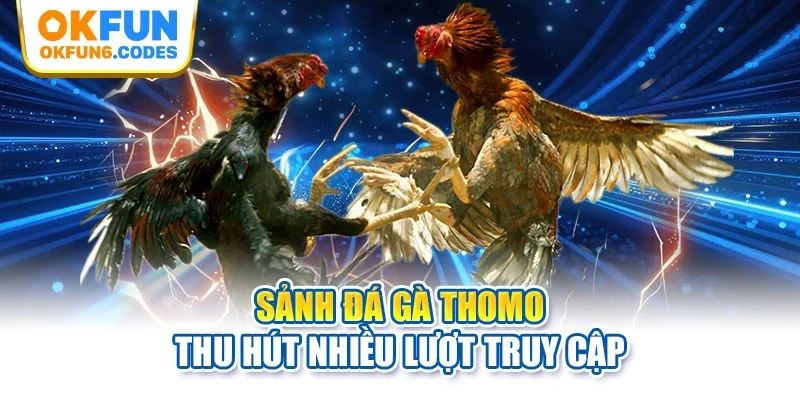 Sảnh đá gà thomo thu hút nhiều lượt truy cập