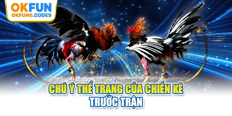 Chú ý thể trạng của chiến kê trước trận